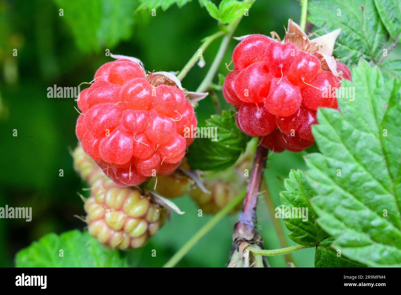 Framboise Rubus fruits à diverses étapes de développement - Rubus parvifolius - framboises rouges sur la plante - souvent mal orthographiées comme framboises Banque D'Images