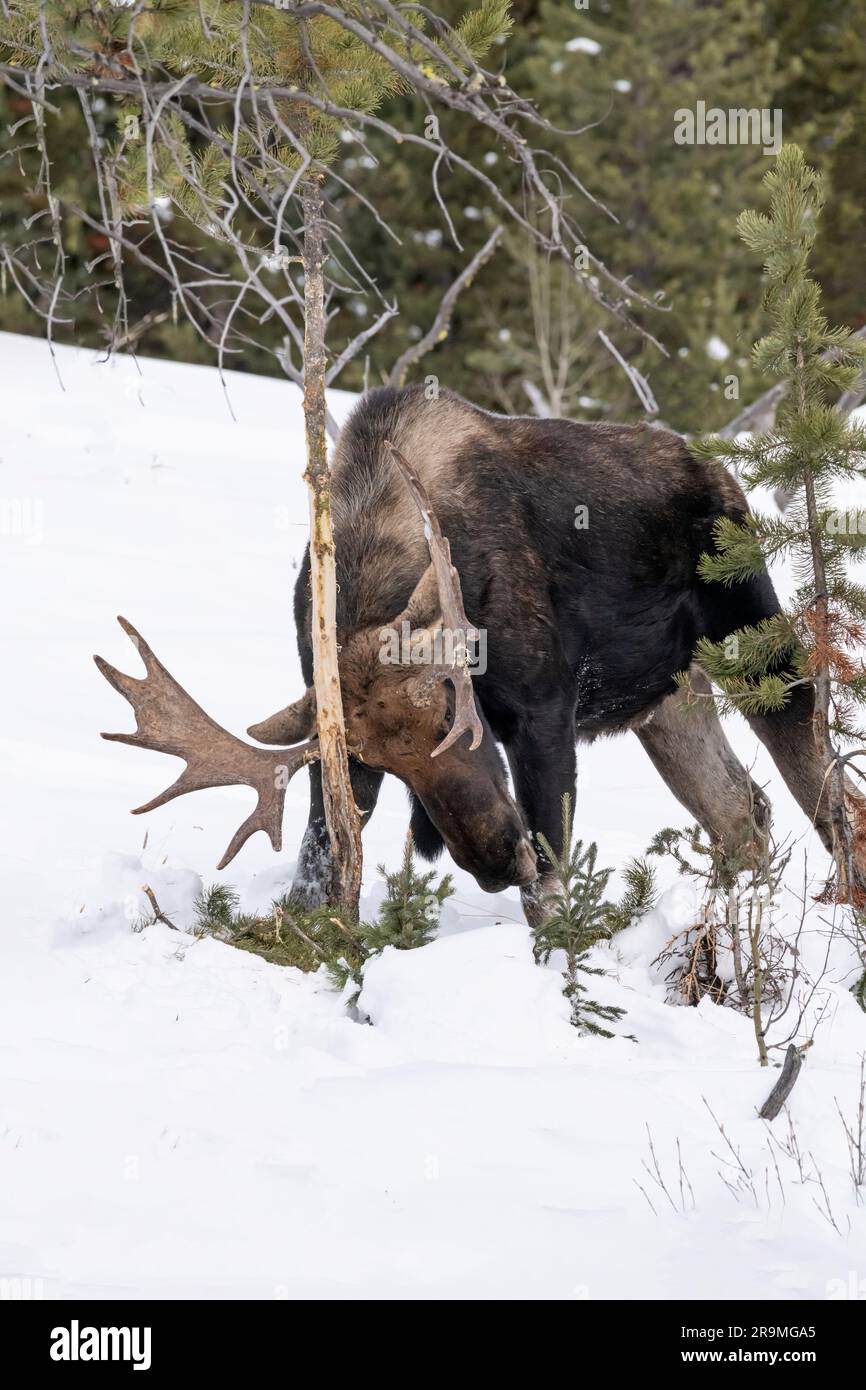 Moose, Bull, Winter, Yellowstone, Wyoming Banque D'Images Moose, Bull, Winter, Yellowstone, Wyoming Banque D'Images