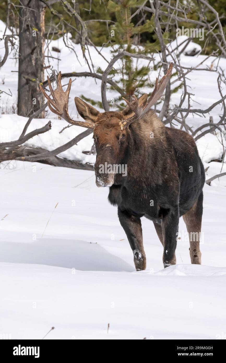 Moose, Bull, Winter, Yellowstone, Wyoming Banque D'Images
