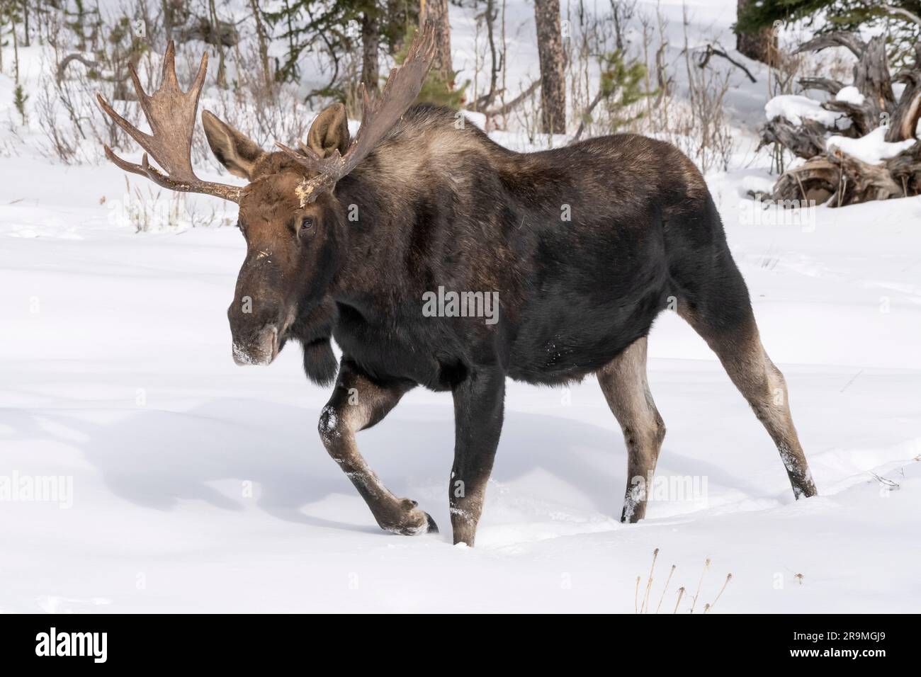 Moose, Bull, Winter, Yellowstone, Wyoming Banque D'Images