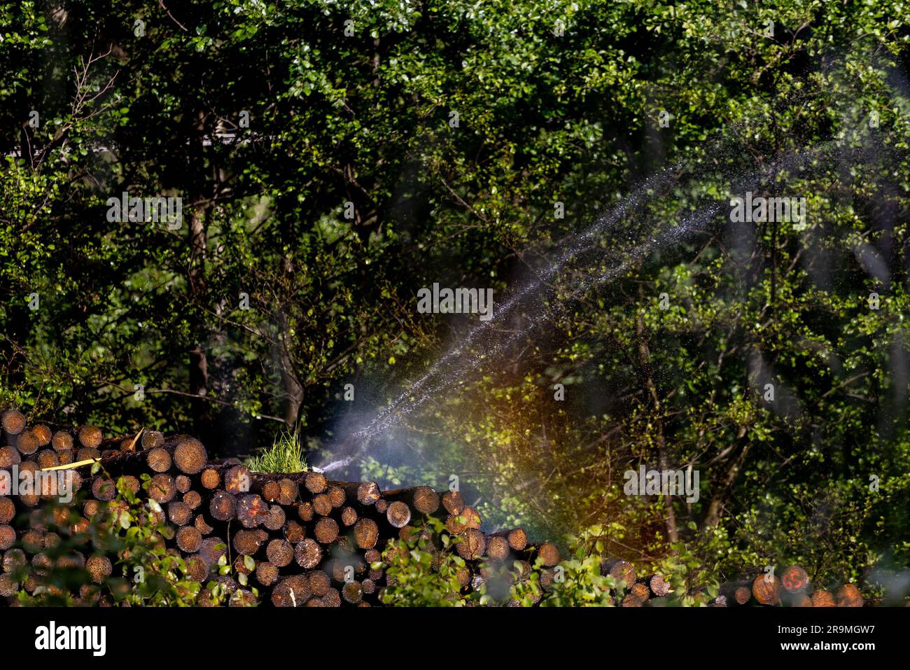 Landesweit, Allemagne. 27th juin 2023. Un arroseur d'eau se trouve sur les troncs d'arbres dans un camp de bois humide, tandis qu'un arc-en-ciel est créé par la brume d'eau. Les arbres sont irrigués pour prévenir la propagation du coléoptère. La sécheresse prolongée produit un stress de sécheresse dans les arbres, qui ne peut donc plus se défendre contre le coléoptère de l'écorce et donc en être victime. (À dpa 'les experts forestiers avertissent de coléoptères d'écorce: 'Une vague est en train de venir à notre façon') Credit: Philipp von Ditfurth/dpa/Alay Live News Banque D'Images