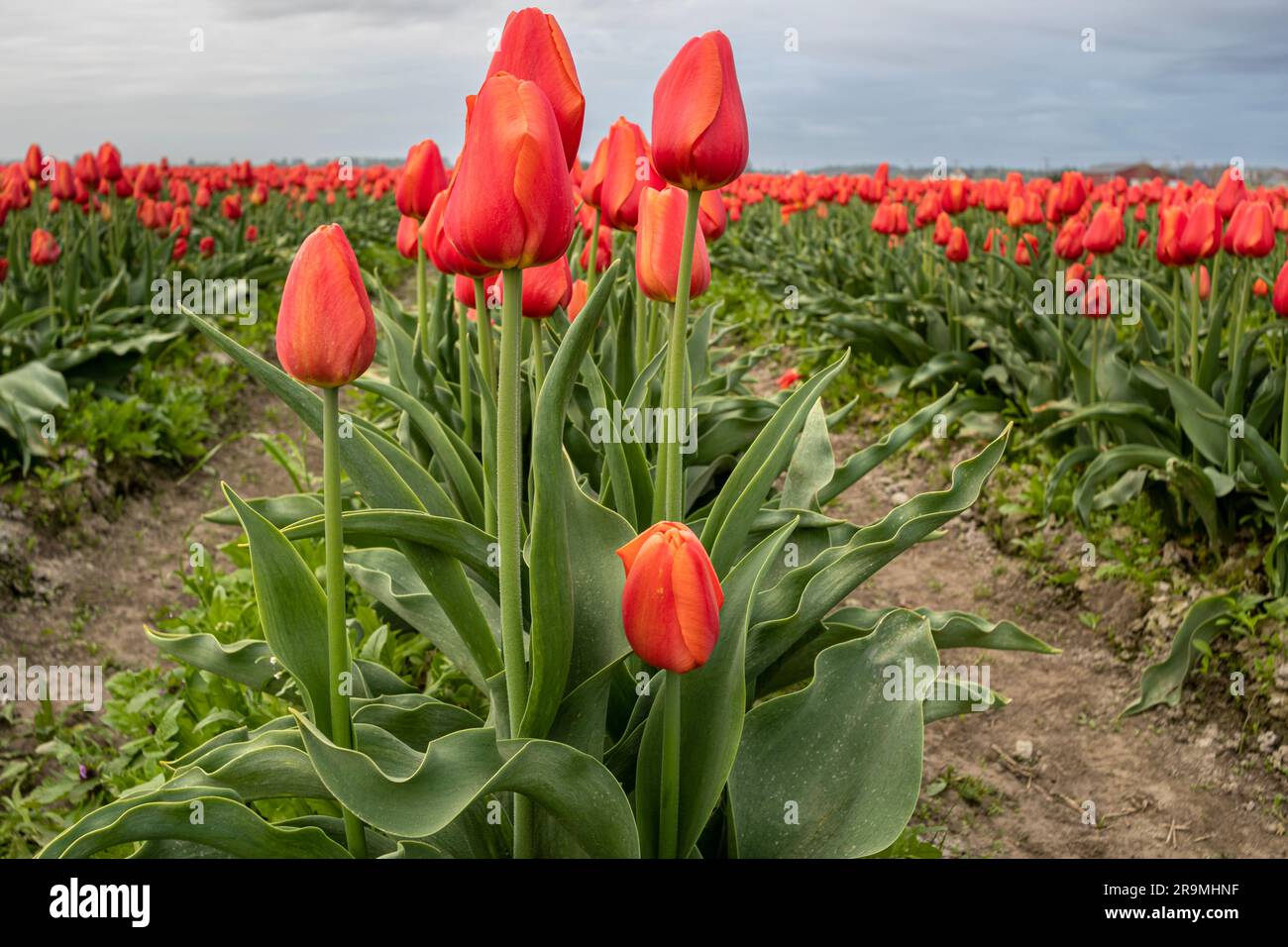 Washington; Nord-Ouest du Pacifique; coloré; varié; exposition; Tulipes; Skagit Valley; Mount Vernon; Skagit Valley Tulip Festival Banque D'Images