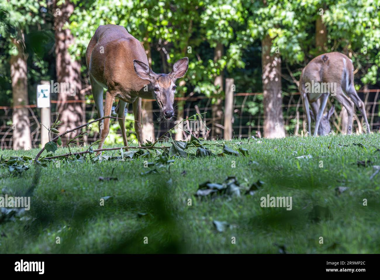 Cerf de Virginie (Odocoileus virginianus) sur les terrains de la ferme historique McDaniel à Duluth, en Géorgie. (ÉTATS-UNIS) Banque D'Images