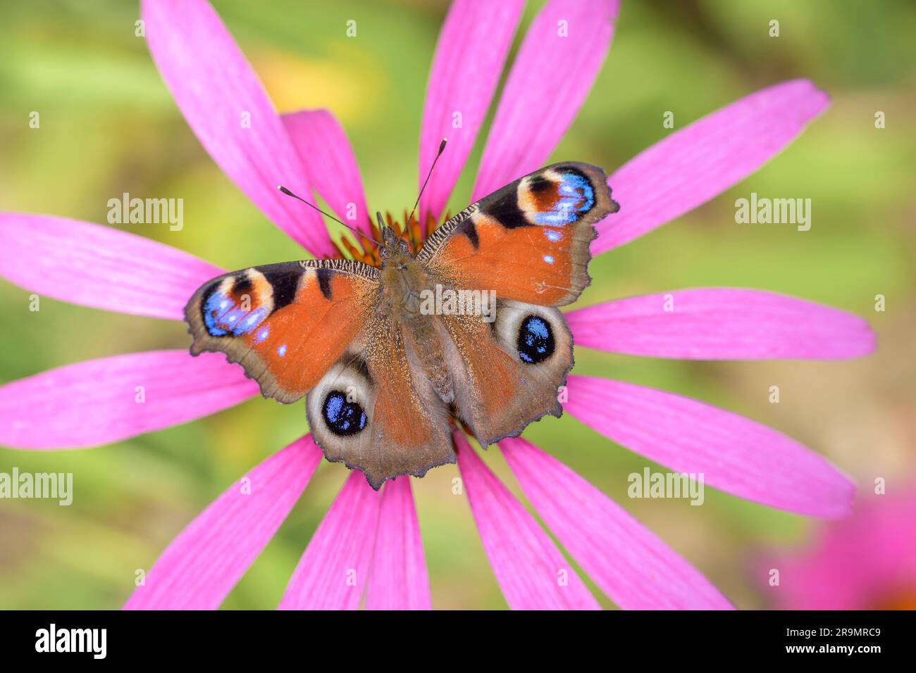 Paon européen ou paon-papillon - Aglais-io - reposant sur Echinacea purpurea - conefleet pourpre, coneflefin de hérisson ou coneflow pourpre de l'est Banque D'Images