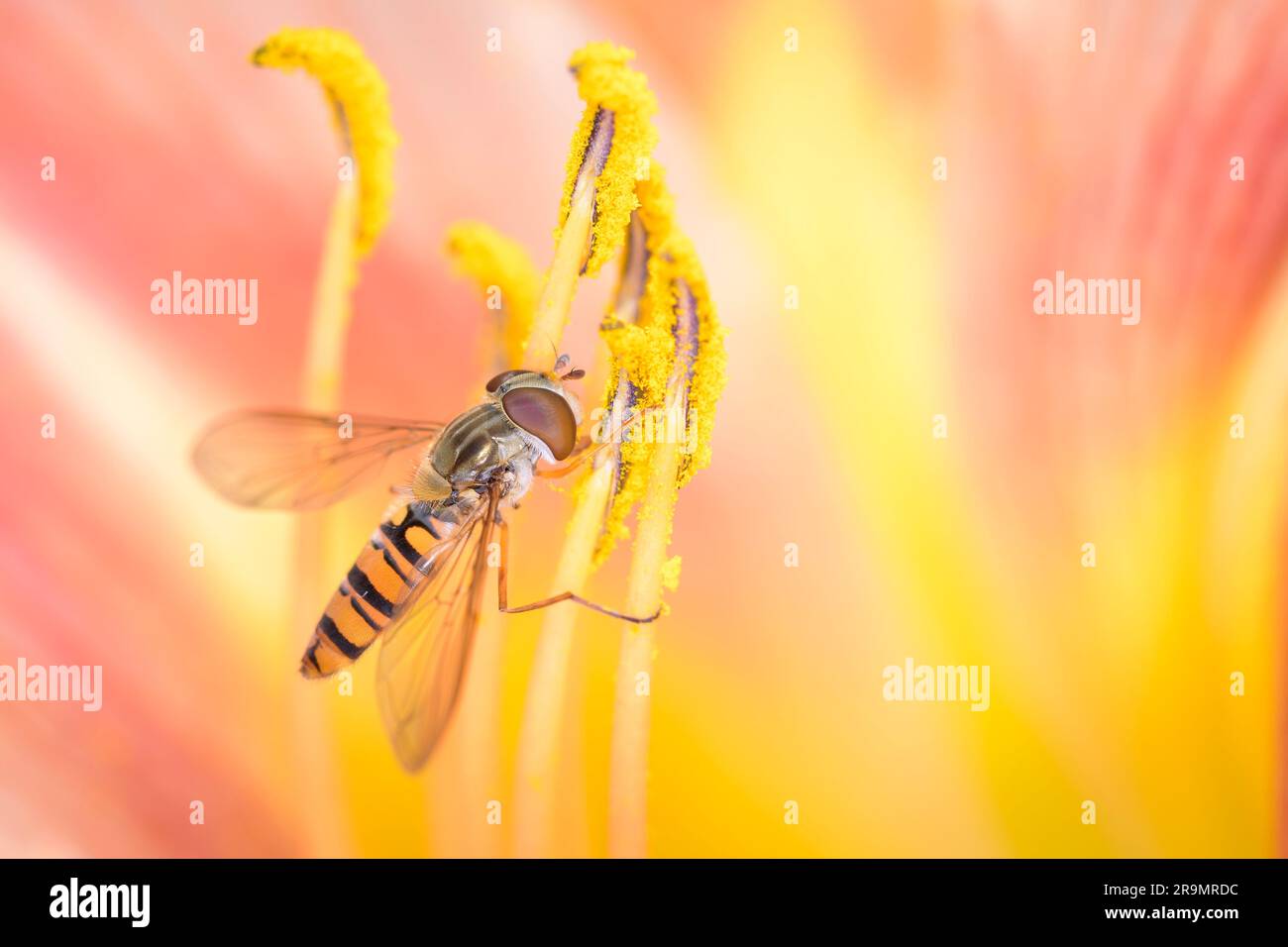 Survol de marmelade - Episyrphus balteatus sur une fleur jaune d'un jour Lily - Hemerocallis Banque D'Images