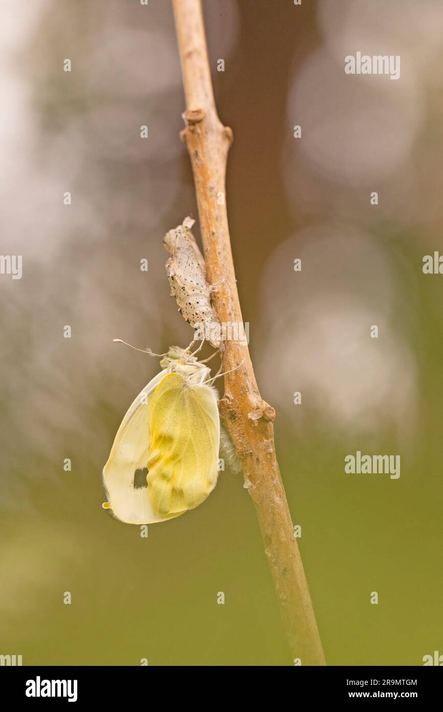Chou blanc (Pieris brassicae) فراشة أبو دقيق الملفوف papillon repose sur une branche photographiée en Israël en avril Banque D'Images