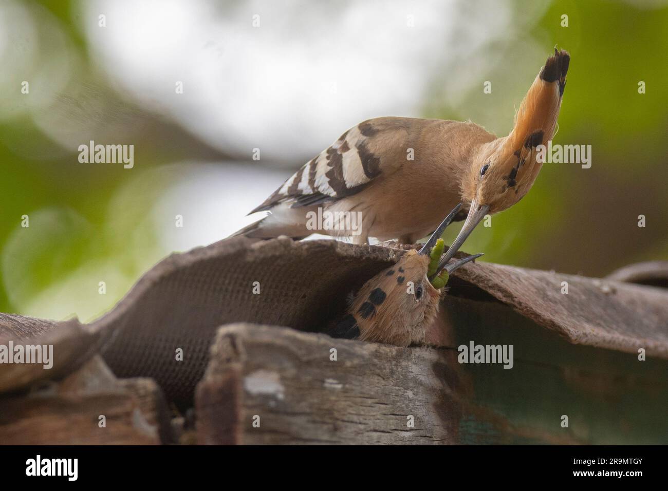 Hoopoe (Upupa epops) هدهد nourrissant des oisillons de proies cet oiseau se trouve dans toute l'Europe, l'Asie, l'Afrique du Nord et de l'Afrique subsaharienne et Madagascar. Il m Banque D'Images