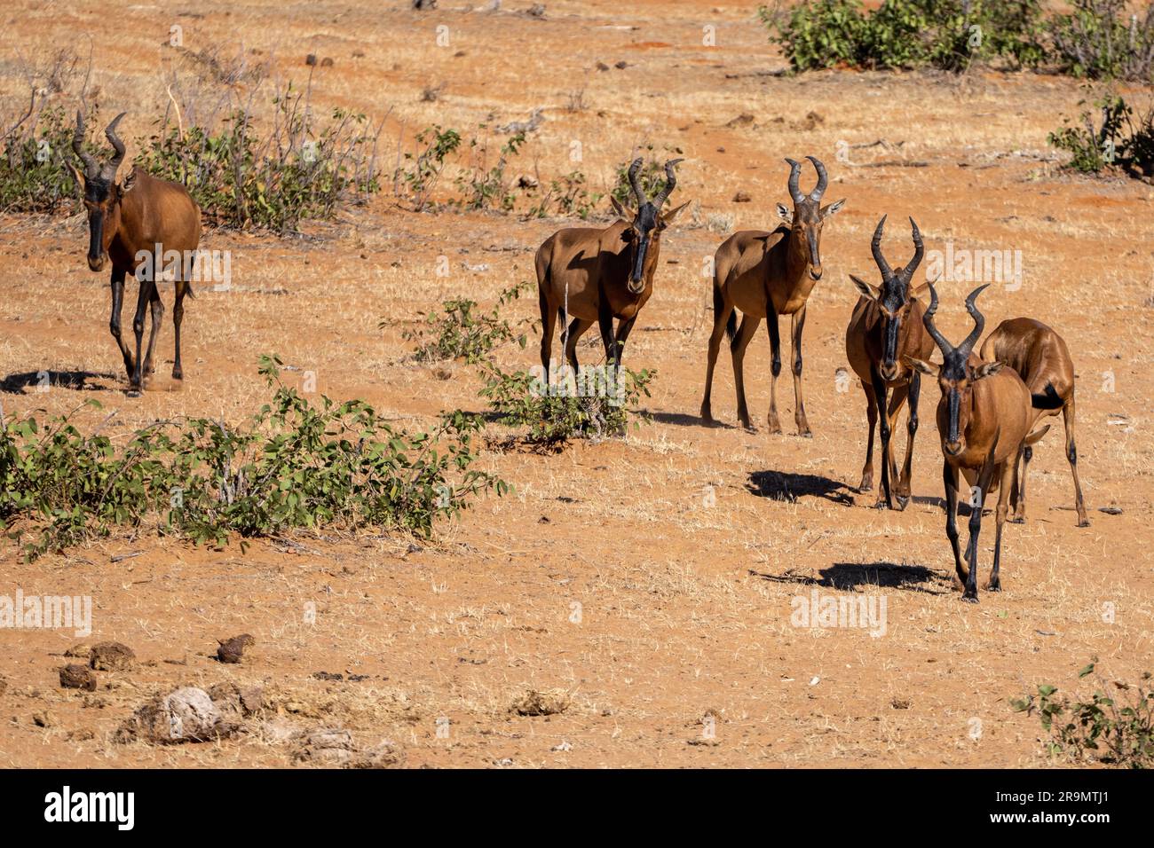 Le hartebeest rouge (Alcelaphus buselaphus caama), également appelé hartebeest du Cap ou Caama, est une sous-espèce du hartebeest trouvé en Afrique australe Banque D'Images