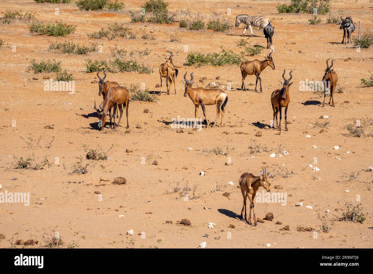 Le hartebeest rouge (Alcelaphus buselaphus caama), également appelé hartebeest du Cap ou Caama, est une sous-espèce du hartebeest trouvé en Afrique australe Banque D'Images