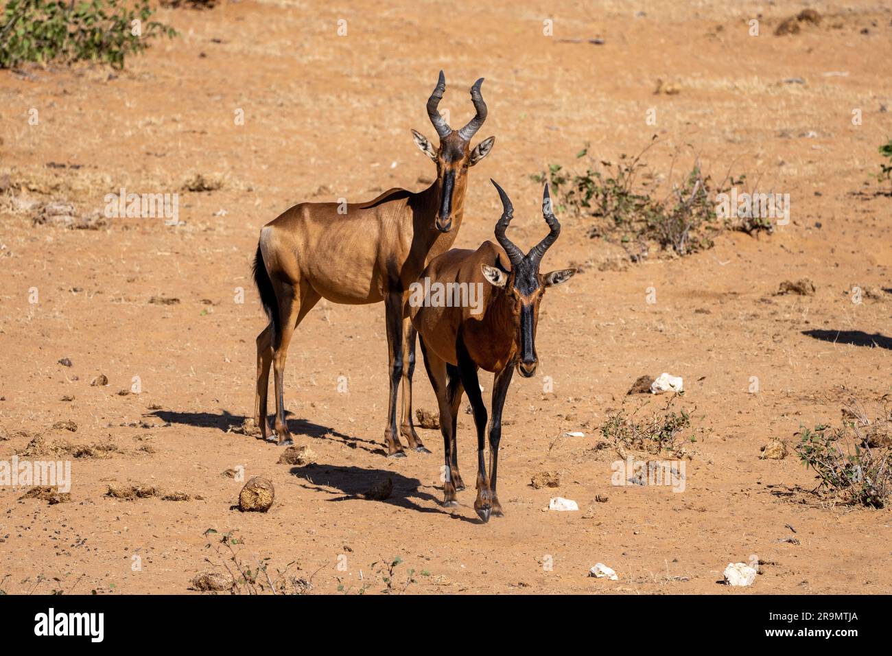 Le hartebeest rouge (Alcelaphus buselaphus caama), également appelé hartebeest du Cap ou Caama, est une sous-espèce du hartebeest trouvé en Afrique australe Banque D'Images