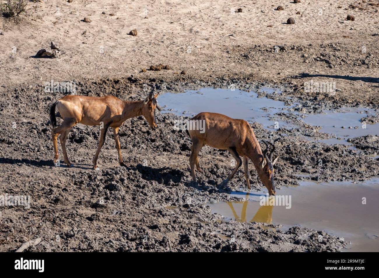 Le hartebeest rouge (Alcelaphus buselaphus caama), également appelé hartebeest du Cap ou Caama, est une sous-espèce du hartebeest trouvé en Afrique australe Banque D'Images