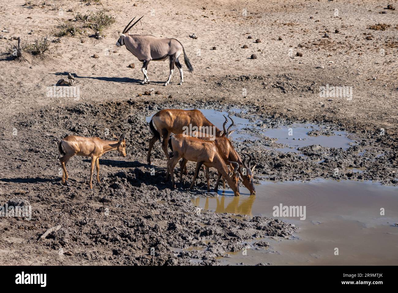 Le hartebeest rouge (Alcelaphus buselaphus caama), également appelé hartebeest du Cap ou Caama, est une sous-espèce du hartebeest trouvé en Afrique australe Banque D'Images
