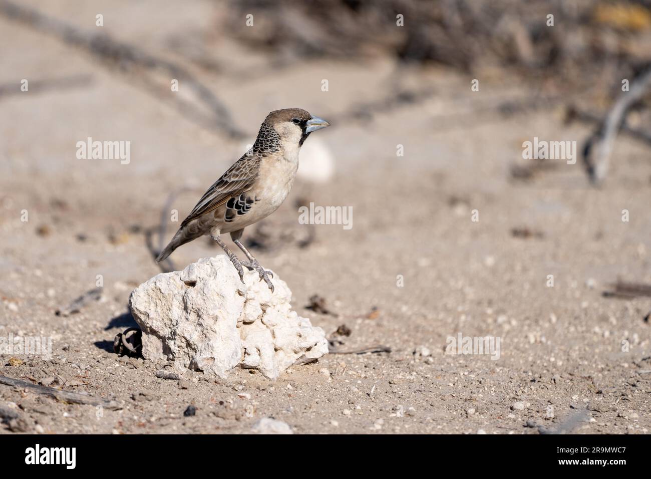 Le tisserand sociable (Philetairus socius) est une espèce d'oiseau de la famille des tisserands, endémique à l'Afrique australe. Il est trouvé en Afrique du Sud, Namibie, Banque D'Images