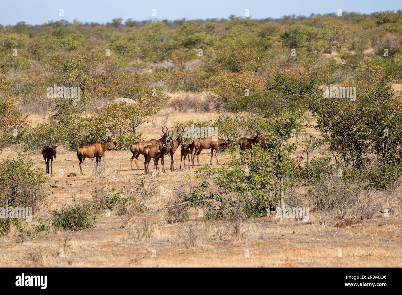 Le hartebeest rouge (Alcelaphus buselaphus caama), également appelé hartebeest du Cap ou Caama, est une sous-espèce du hartebeest trouvé en Afrique australe Banque D'Images
