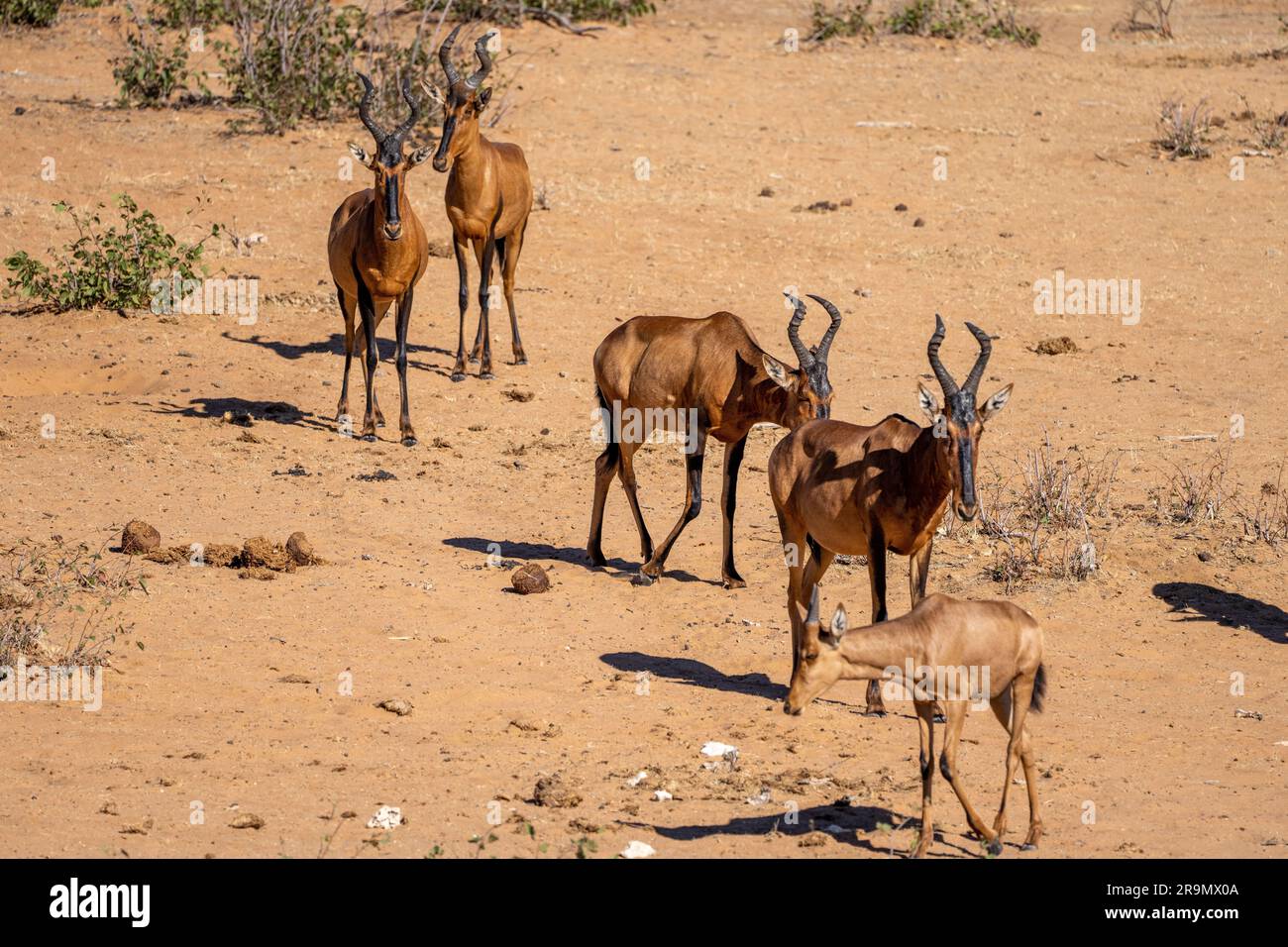 Le hartebeest rouge (Alcelaphus buselaphus caama), également appelé hartebeest du Cap ou Caama, est une sous-espèce du hartebeest trouvé en Afrique australe Banque D'Images