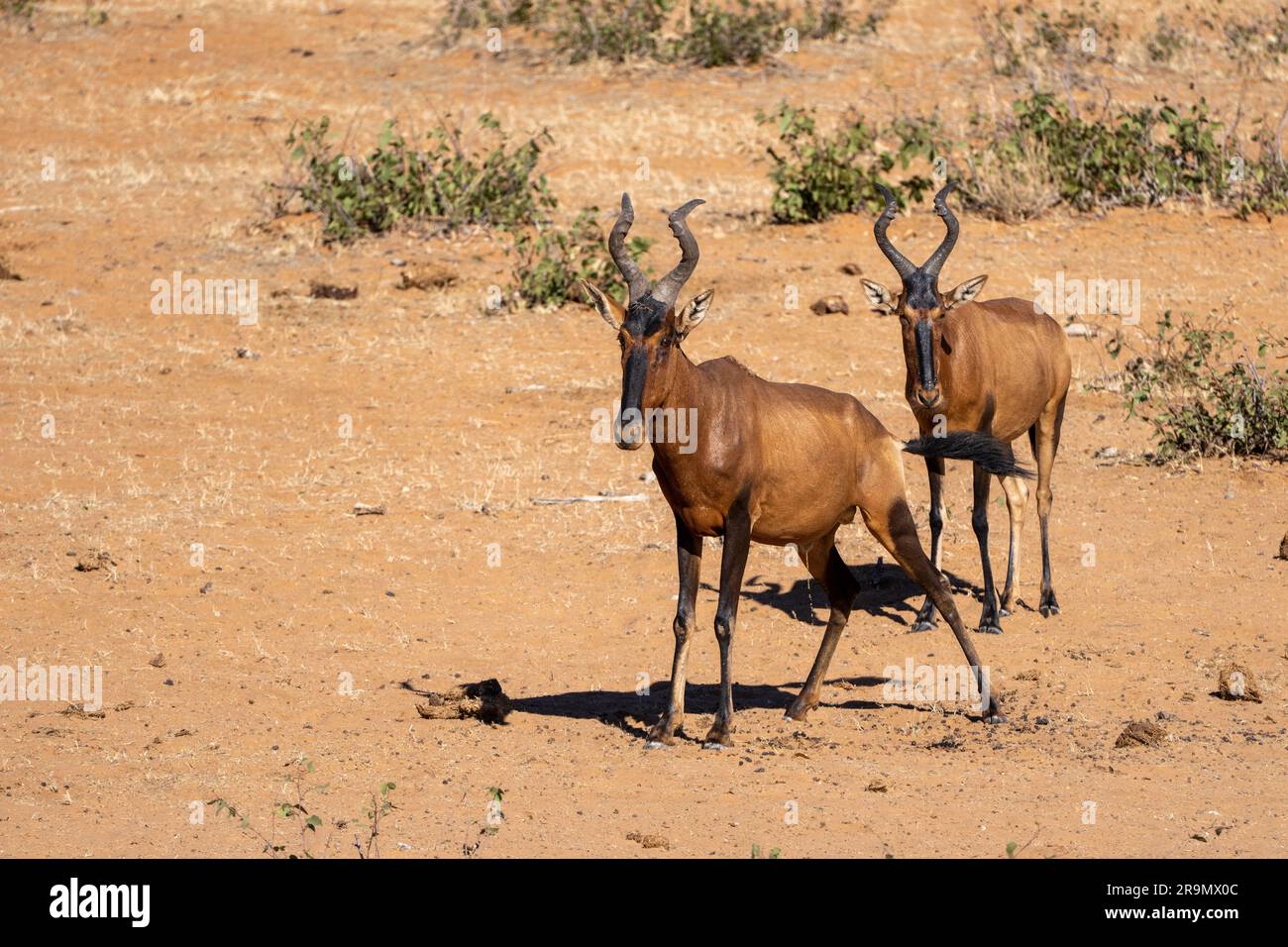 Le hartebeest rouge (Alcelaphus buselaphus caama), également appelé hartebeest du Cap ou Caama, est une sous-espèce du hartebeest trouvé en Afrique australe Banque D'Images