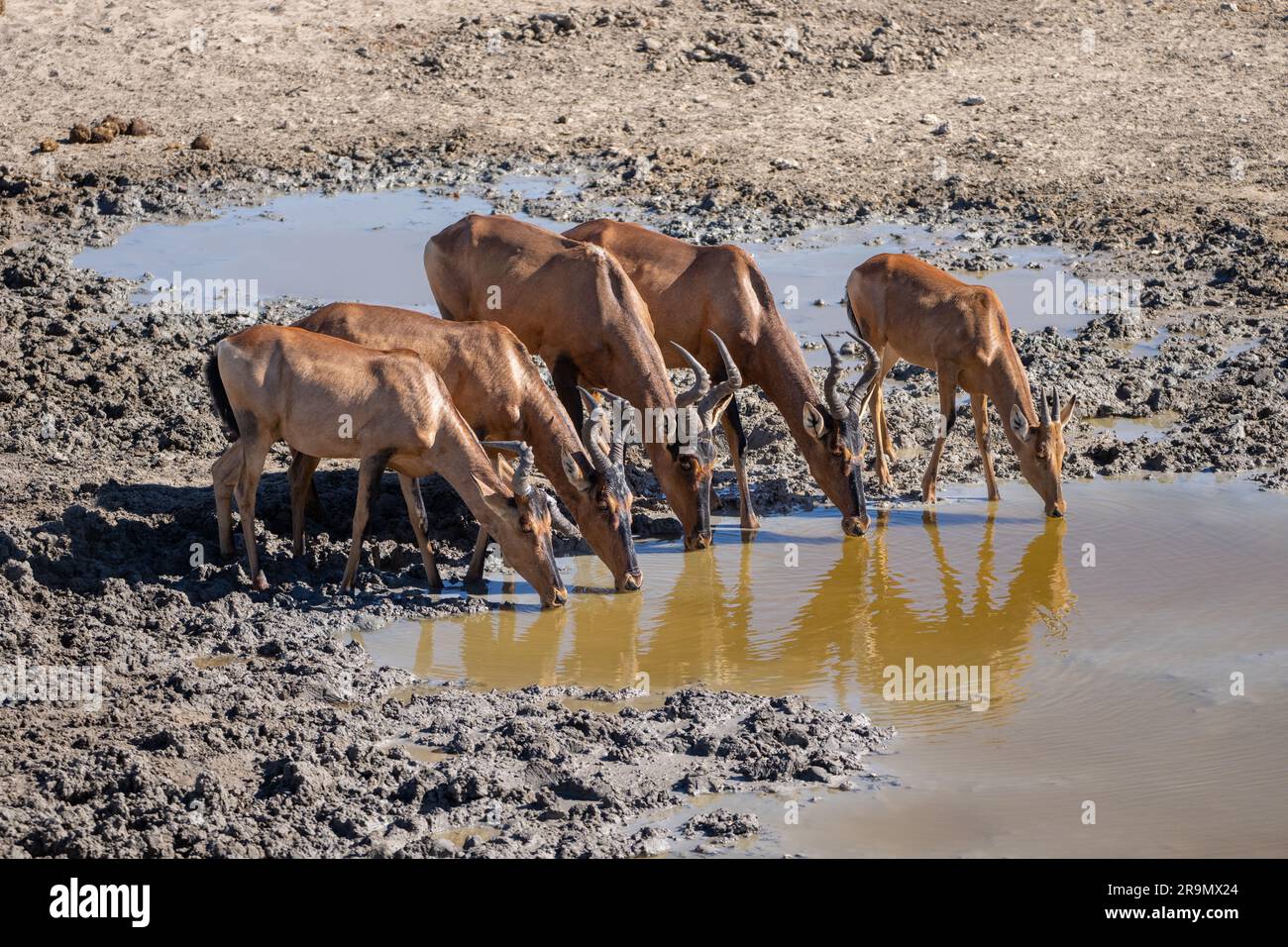 Le hartebeest rouge (Alcelaphus buselaphus caama), également appelé hartebeest du Cap ou Caama, est une sous-espèce du hartebeest trouvé en Afrique australe Banque D'Images