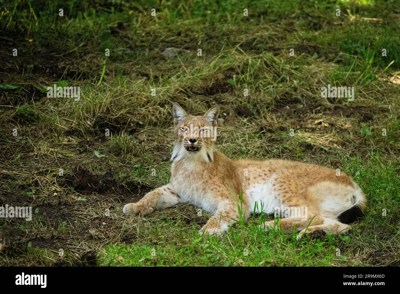 Le lynx ibérique (Lynx pardinus) est une espèce sauvage de chat endémique de la péninsule ibérique, dans le sud-ouest de l'Europe. Il est répertorié comme étant en voie d'extinction sur le rouge de l'UICN Banque D'Images