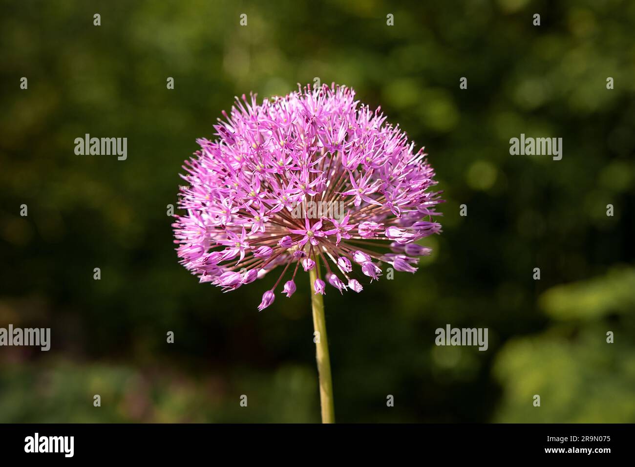 Les Alliums sont des plantes telles que l'oignon ornemental tel qu'illustré ici. Elle est définie sur un arrière-plan naturel et non focalisé. Banque D'Images