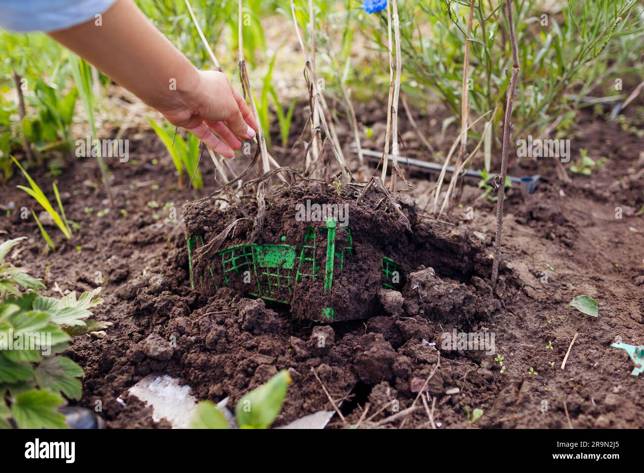 Jardinier creusant des tulipes bulbes dans le panier dans le jardin d'été à l'aide d'une pelle. Ampoules plantées dans une caisse en plastique. Travaux de plein air saisonniers Banque D'Images
