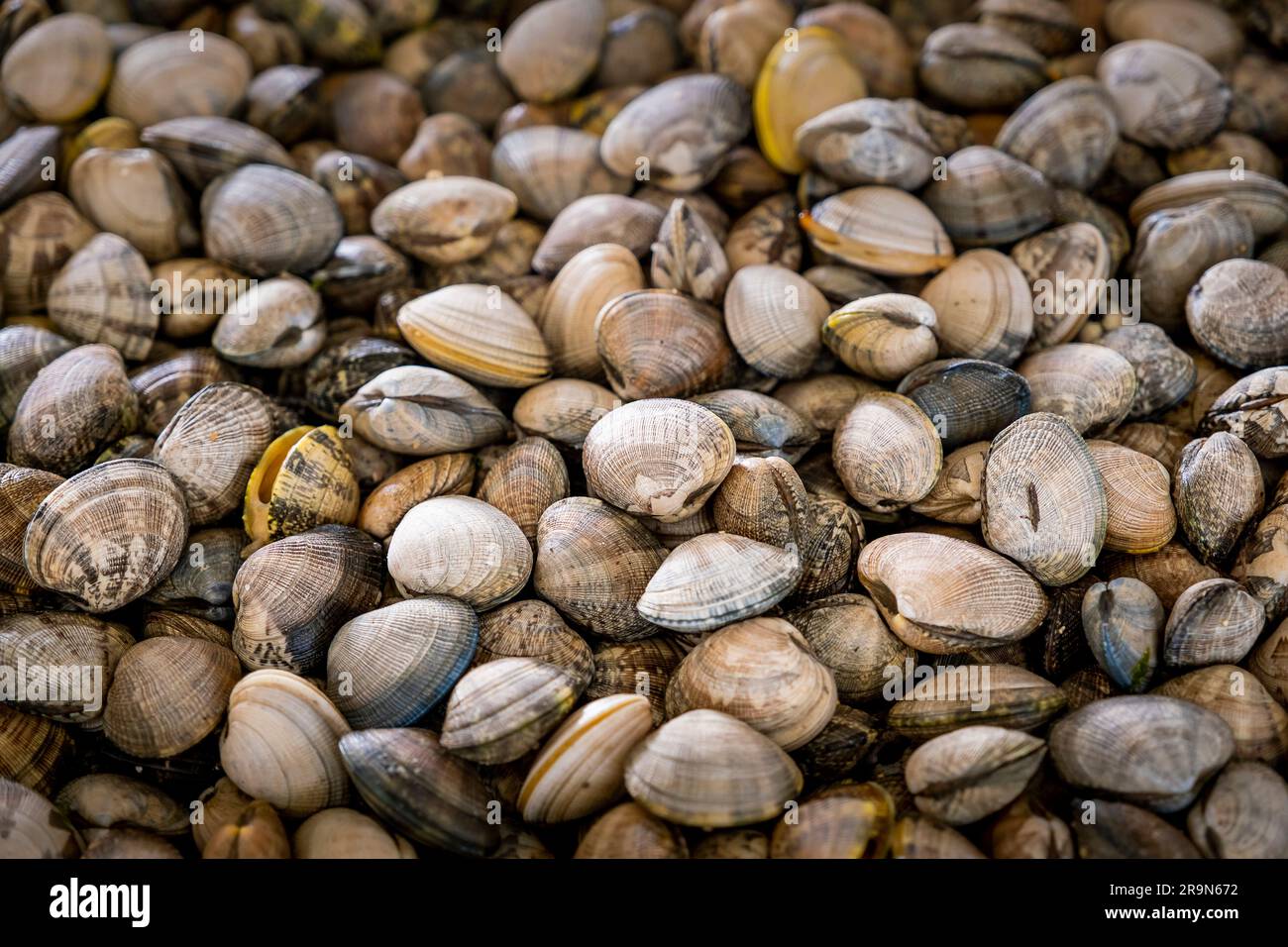 Pêche à la shellfishing, les travailleurs collectant des