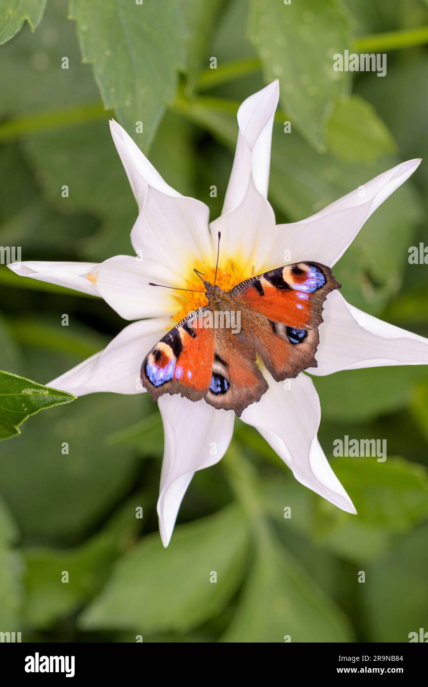 Paon européen ou paon-papillon - Aglais-io - reposant sur une fleur blanche Banque D'Images