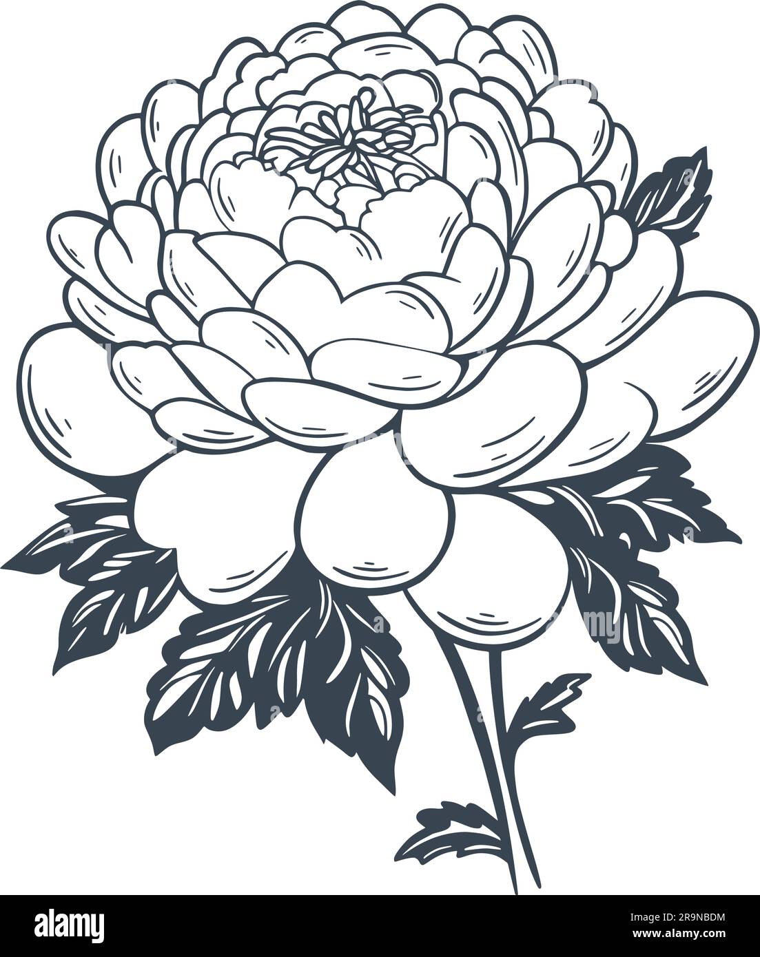 Belle fleur vintage sur tige avec esquisse d'encre de feuillage. Pivoine de jardin dessinée à la main. Fleur de rose luxuriante, illustration vectorielle isolée Illustration de Vecteur