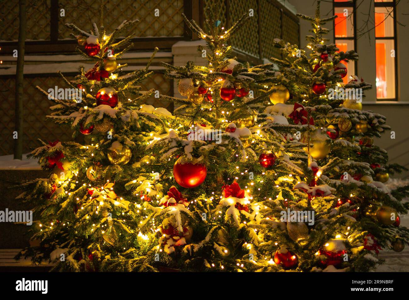 Belle soirée petits arbres de Noël près de la maison, arbres de Noël illuminés par la nuit Banque D'Images