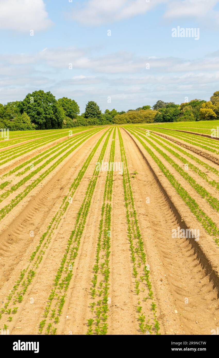 Semis de carotte poussant en lignes à travers le champ dans la distance, sol sablonneux de Suffolk Sandlings, Shottisham, Suffolk, Angleterre, Royaume-Uni Banque D'Images