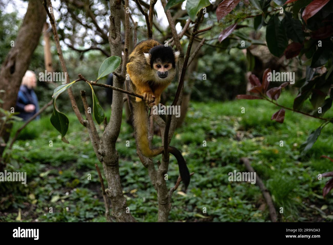 Singe araignée dans l'arbre Banque D'Images