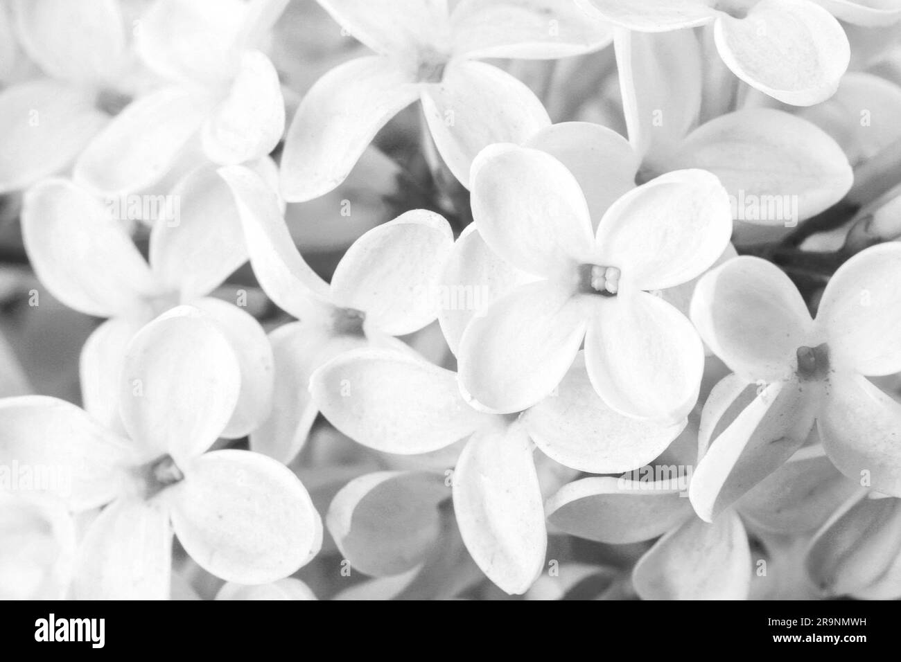 Magnifique lilas avec fleurs blanches comme arrière-plan, gros plan Banque D'Images