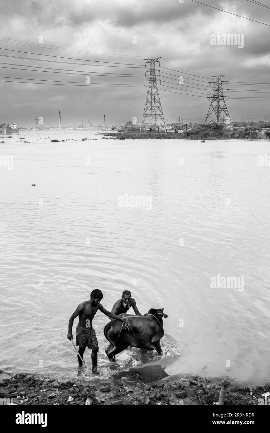 Activité EID ul adha. Les agriculteurs baignent la vache dans la rivière. Cette photo a été prise à Dhaka, au Bangladesh, sur 25 juillet 2023 Banque D'Images