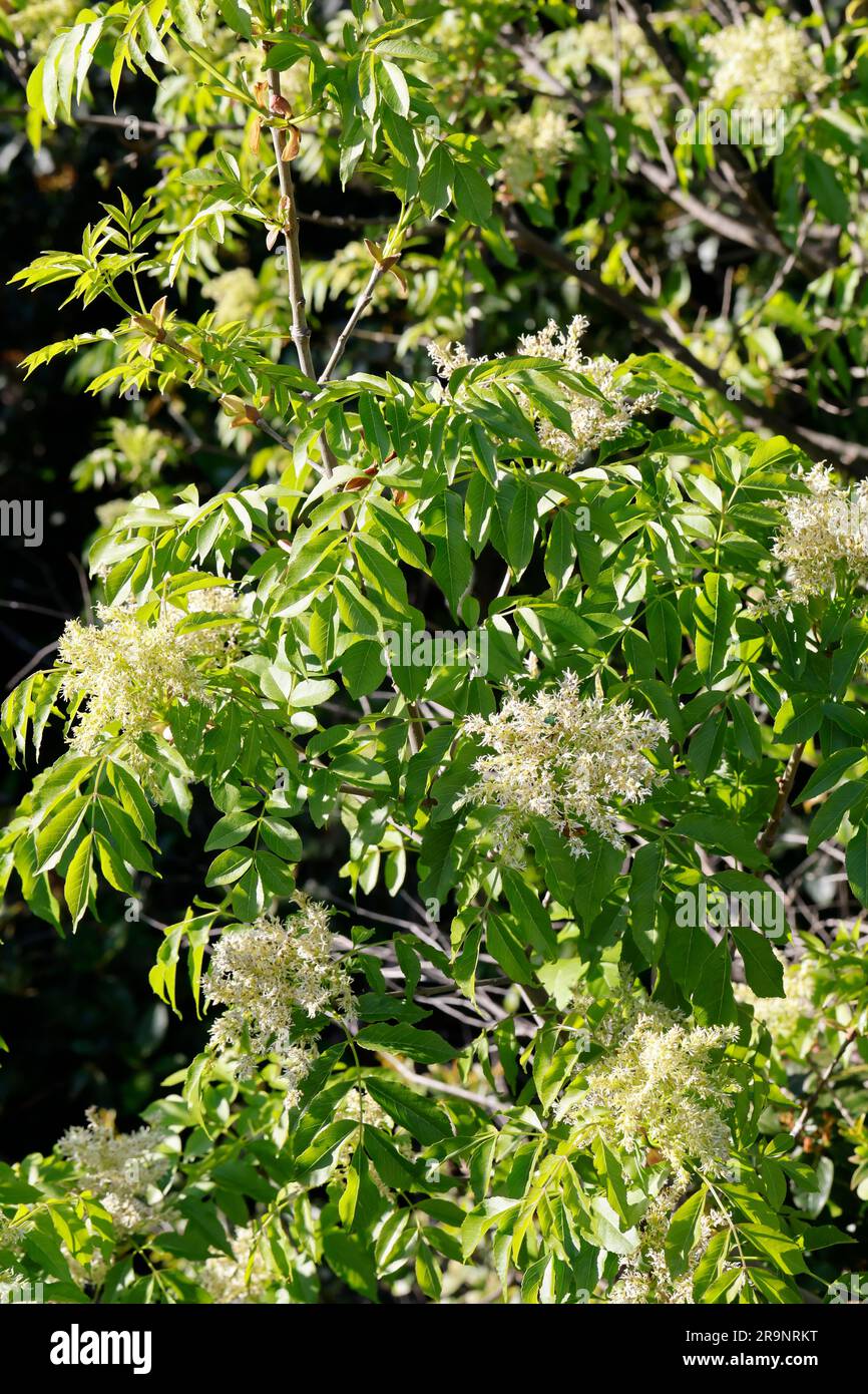 Manna-Esche, Mannaesche, Blumen-Esche, Schmuckesche Fraxinus ornus, Manna ash, Frêne fleuri d'Europe du Sud, le Frêne à fleurs, Orne, Frêne à manne, F Banque D'Images