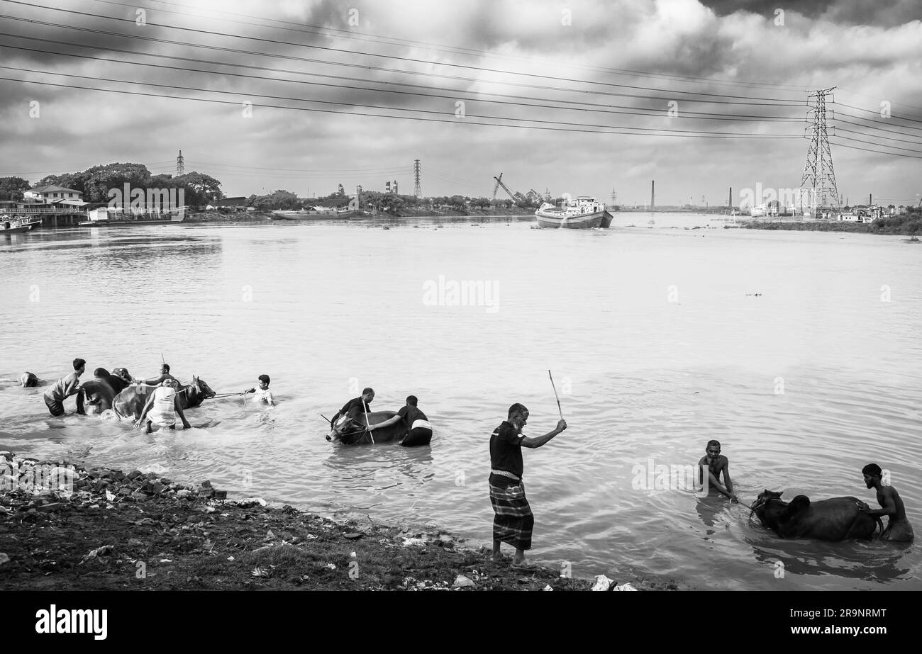 Activité EID ul adha. Les agriculteurs baignent la vache dans la rivière. Cette photo a été prise à Dhaka, au Bangladesh, sur 25 juillet 2023 Banque D'Images