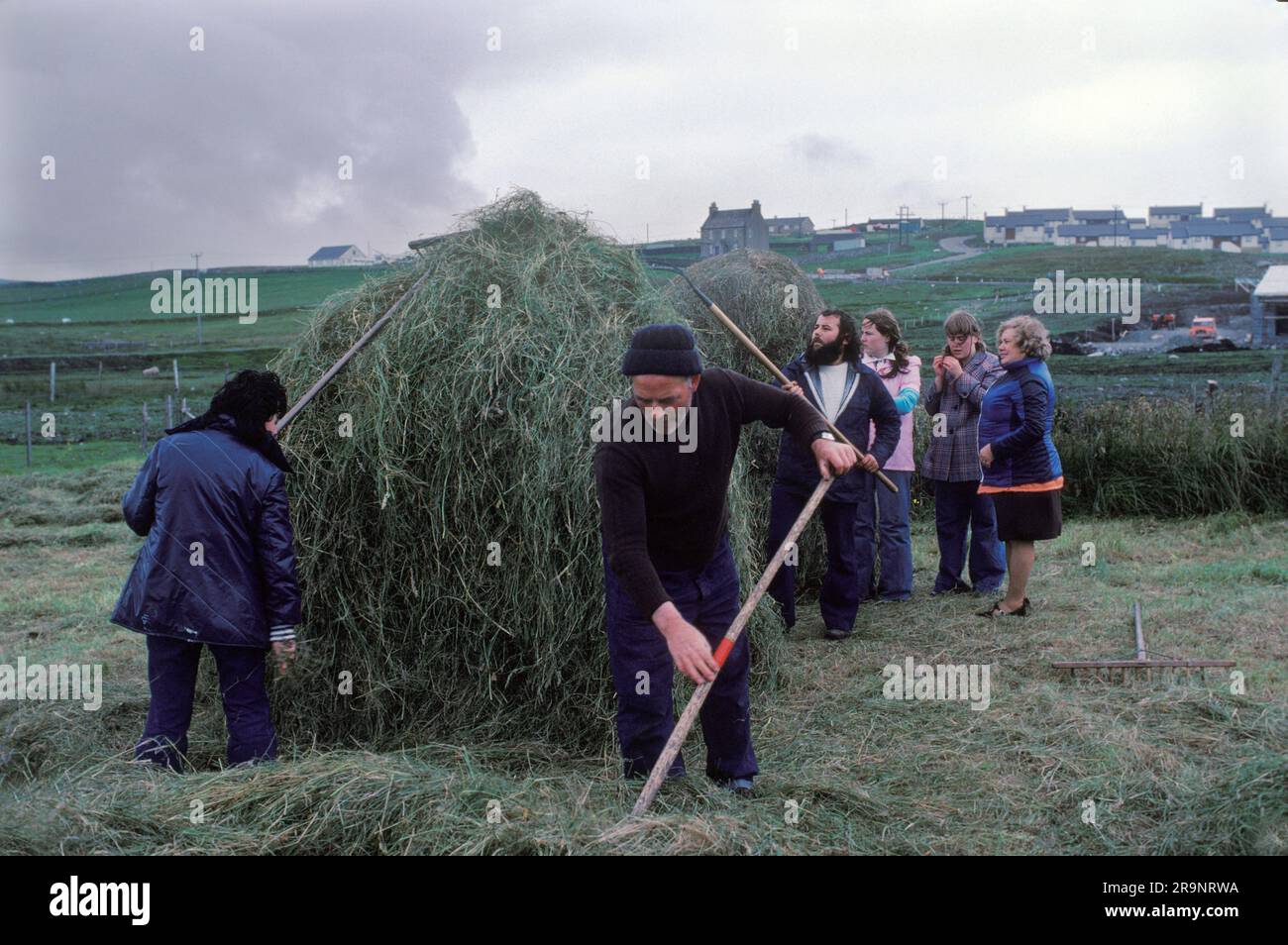 Crofting des îles Shetland. Crofters, mari, femme et famille amis construisant une pile de foin. Nouvelles maisons de l'industrie pétrolière sur la colline à distance. Shetlands Mainland, îles Shetland, Écosse, vers 1979. ROYAUME-UNI 1970S HOMER SYKES Banque D'Images