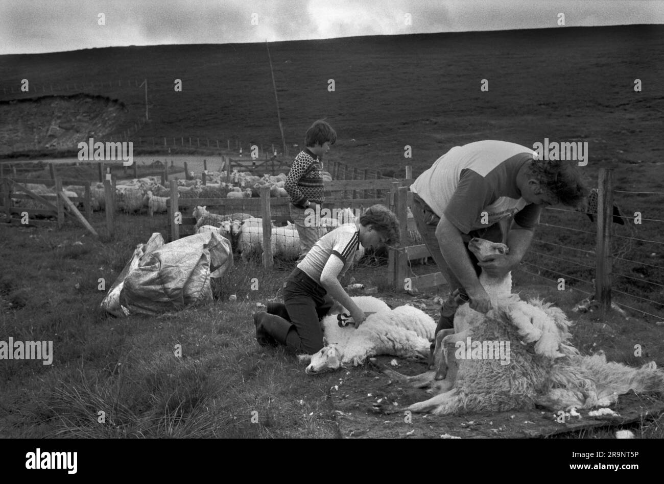Crofting des îles Shetland. La tonte de brebis, le père et ses deux fils aident. Shetlands Mainland, îles Shetland, Écosse, vers 1979. ROYAUME-UNI 1970S HOMER SYKES Banque D'Images