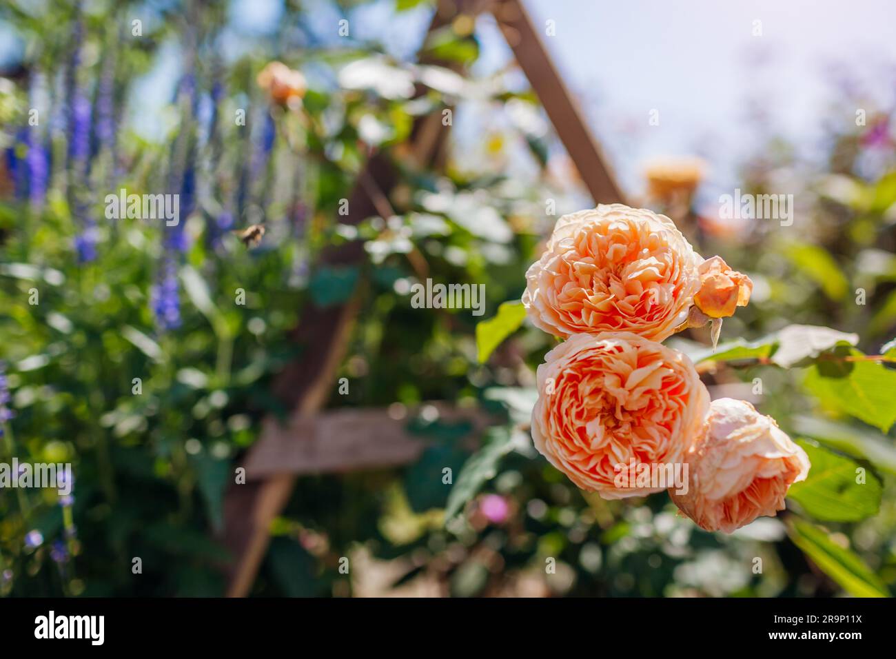 Gros plan de la princesse de la Couronne Margareta escalade rose floraison dans le jardin par veronika. Des fleurs orangées poussent sur le stand. Banque D'Images