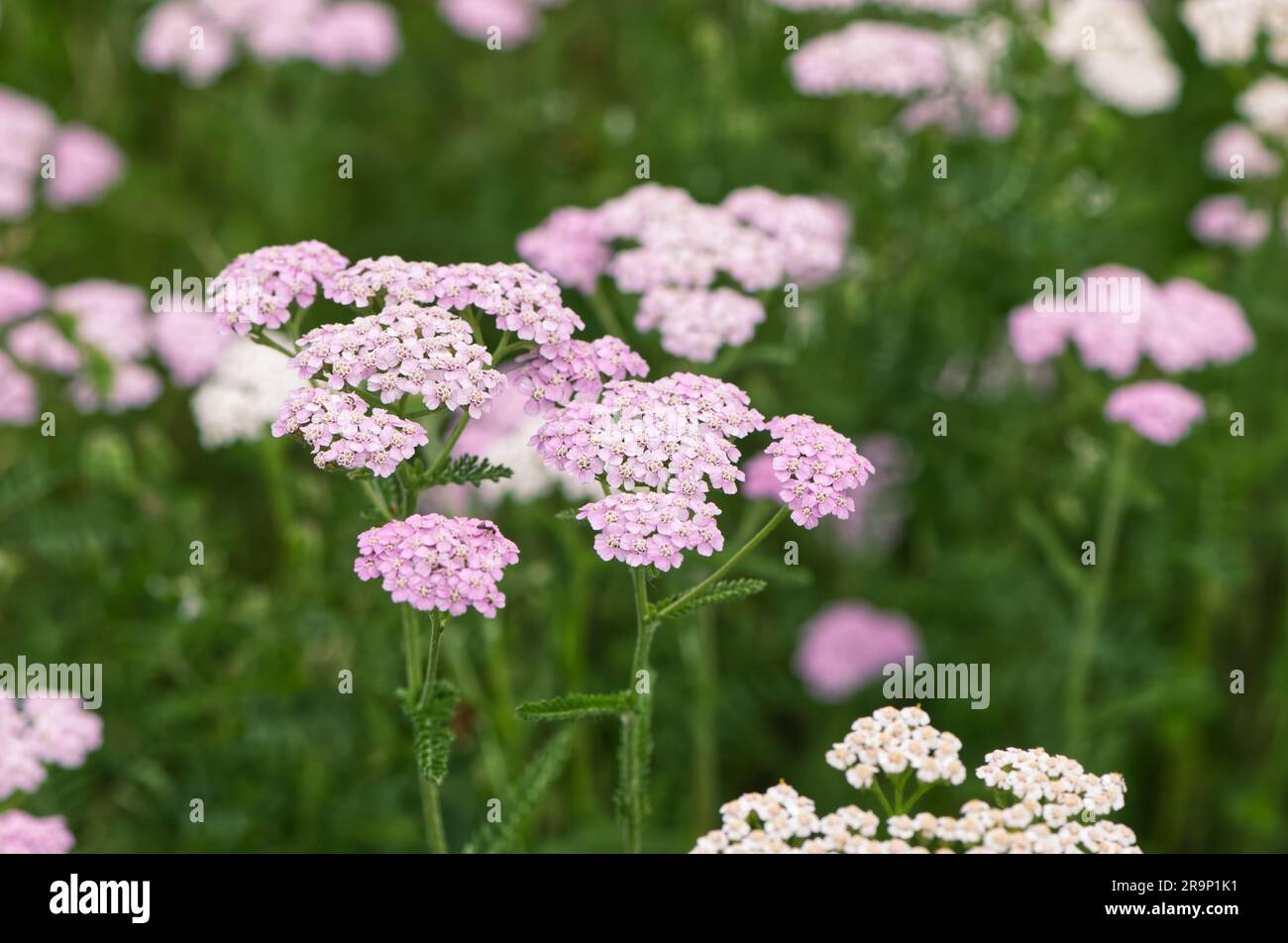 Achillea millefolium L. - tête de fleur d'un yarrow commun - également connu sous le nom de milfoil - herbacé vivace. Colombie-Britannique, Canada. Banque D'Images