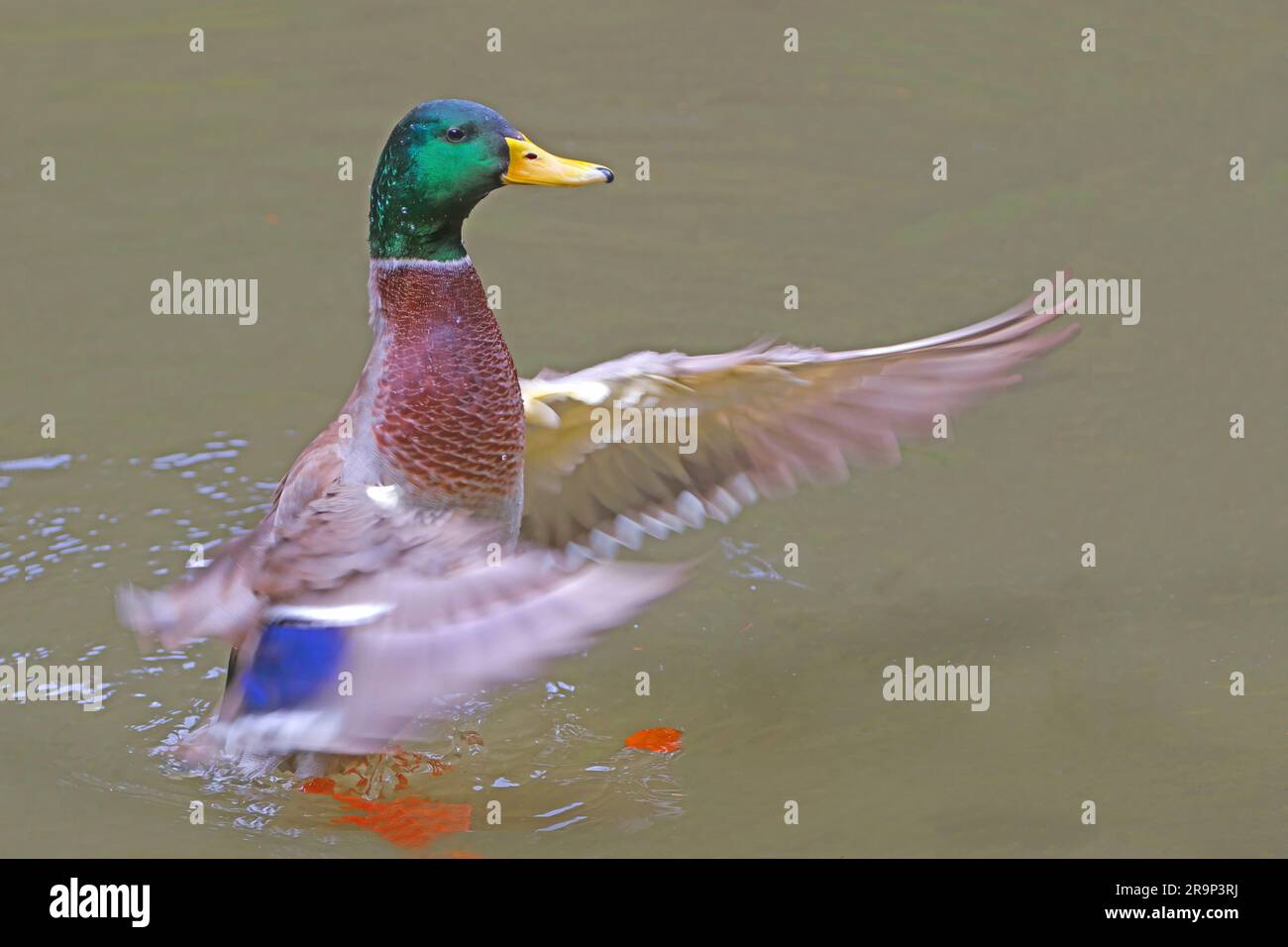 Mallard (Anas platyrhynchos). Après le bain, le drake rabats ses ailes pour se secouer de l'eau. Cela a lieu particulièrement souvent pendant la cour. Allemagne Banque D'Images