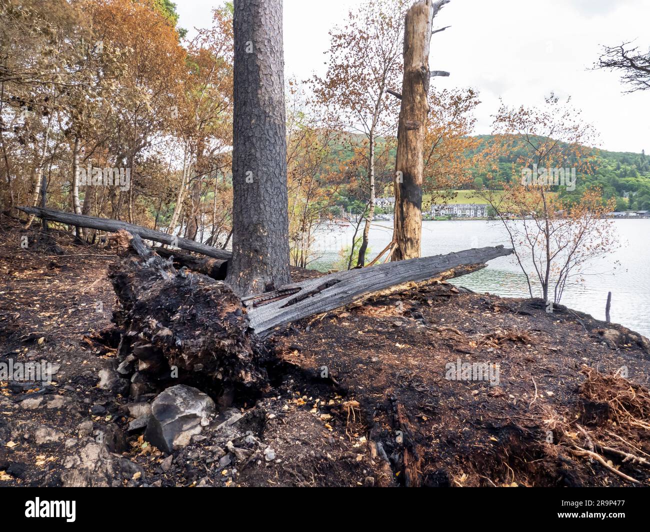 Une zone de bois à la tête du lac Windermere qui a été incendiée par des idiots éclairant un feu quand les conditions étaient plus sèches. Banque D'Images