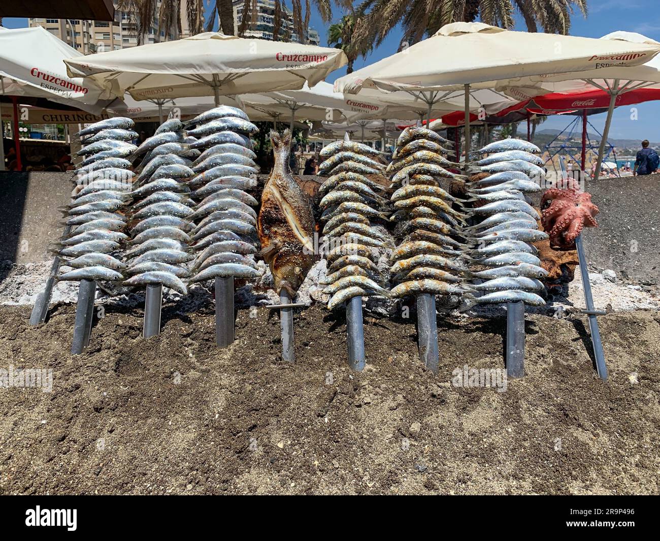 Une brochette de sardine grillée délicieusement préparée sur un feu de bois ouvert sur une plage de Malaga, Espagne. Banque D'Images