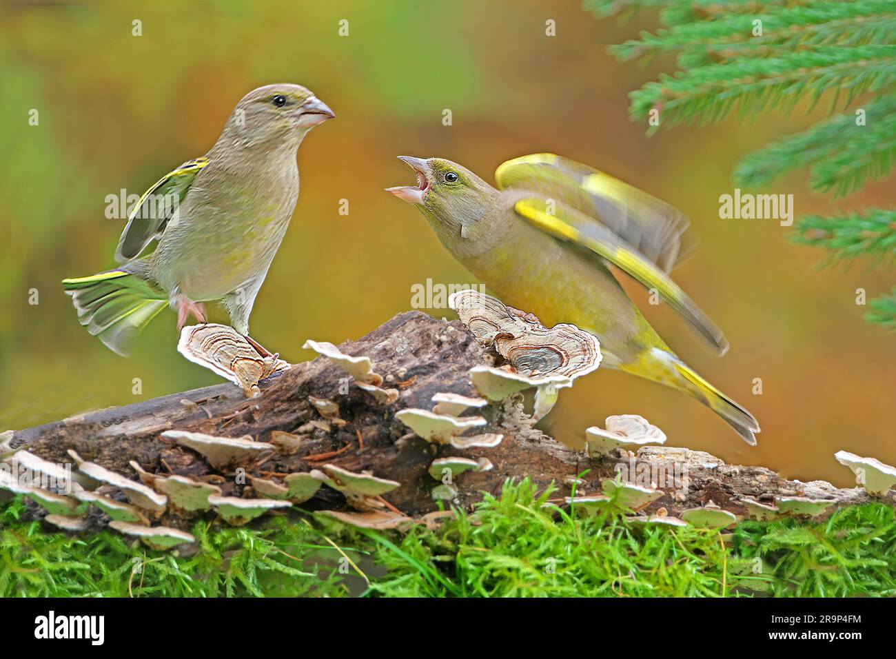 Greenfinch européen (Carduelis chloris). Un homme menace une femme, veut la chasser de la zone d'alimentation. Allemagne Banque D'Images