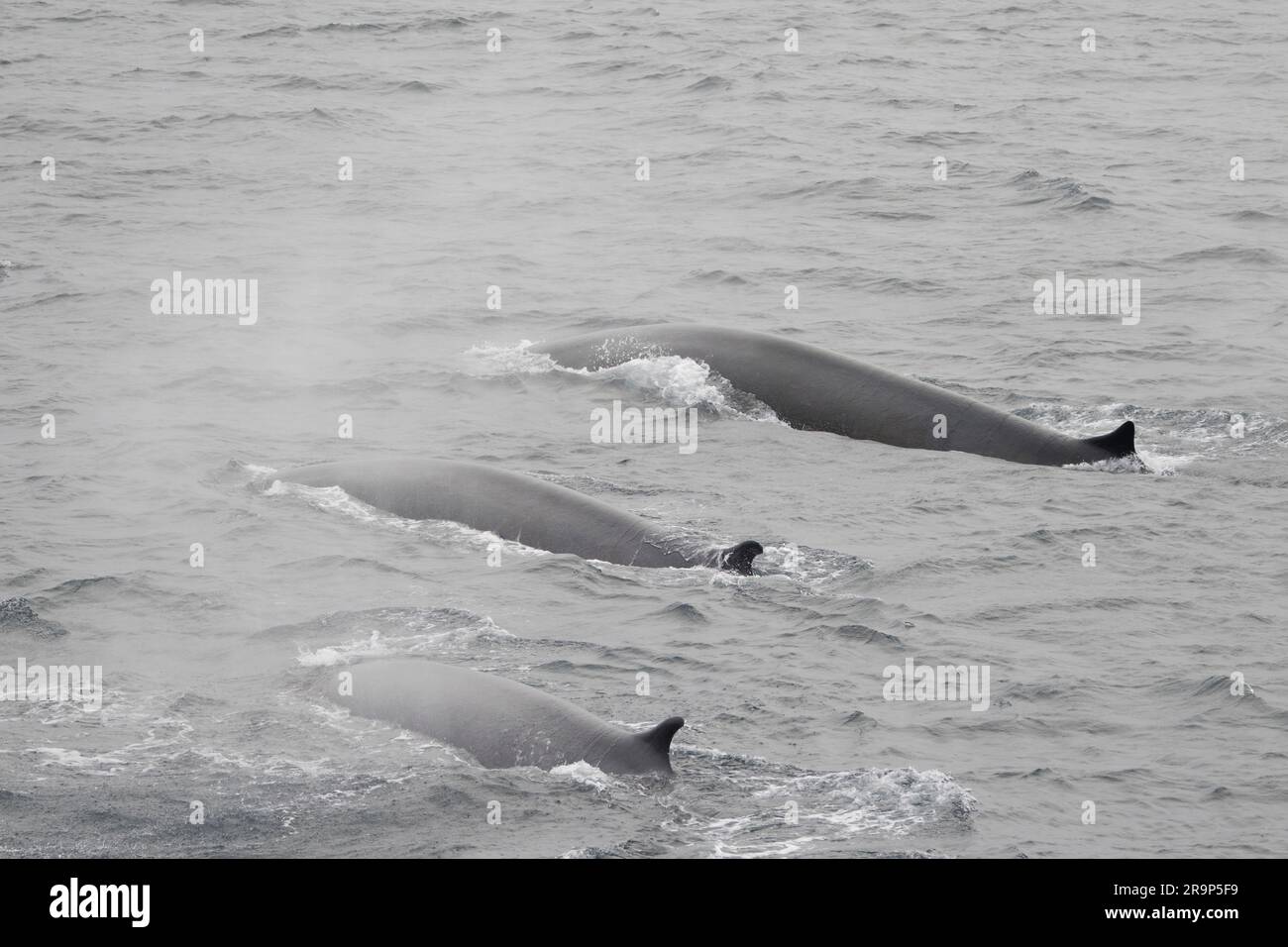 Rorqual commun (Balaenoptera physalus). Trois baleines se brisant à travers la surface, Svalbard, Norvège Banque D'Images