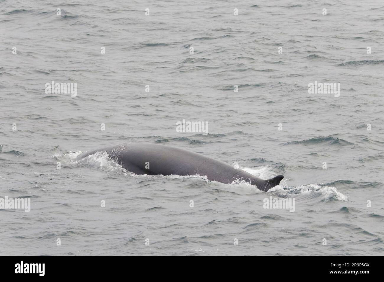 Baleine à nageoires (Balaenoptera physalus) se brisant à travers la surface, Svalbard, Norvège Banque D'Images