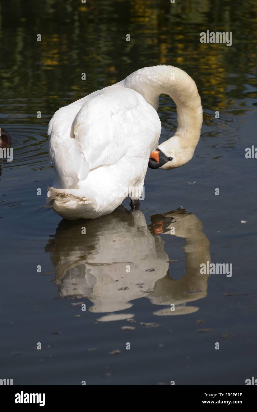 Un cygne muet Cygnus orer et se reflète dans l'eau Wildfowl & Wetlands Trust ; (WWT) Slimbridge ; Royaume-Uni Banque D'Images