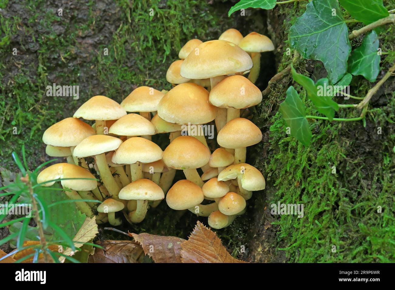 Tuft de soufre (Hypholoma fasciculare). Une souche sur une souche d'arbre. Allemagne Banque D'Images