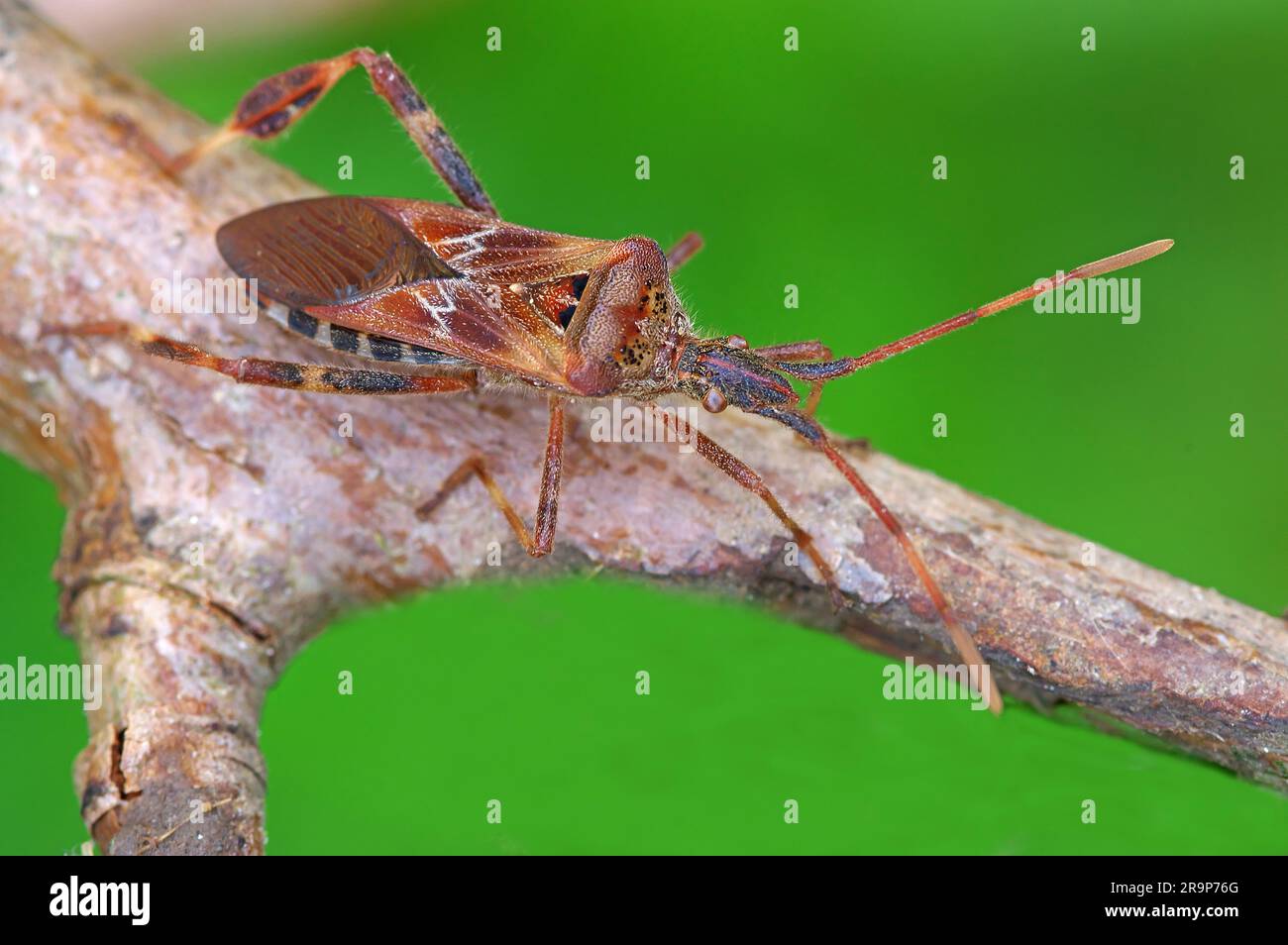 Insecte de semence de conifères de l'Ouest (Leptoglossus orientalis) sur une branche. Allemagne Banque D'Images