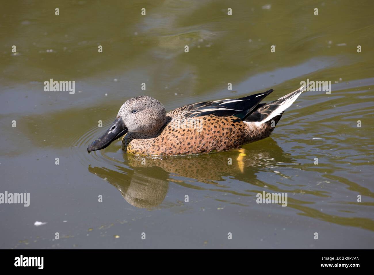 Anas platalea nageant de canard de la pelle butte, un seul homme, Wildfowl & Wetlands Trust ; Slimbridge (WWT) ; Royaume-Uni Banque D'Images