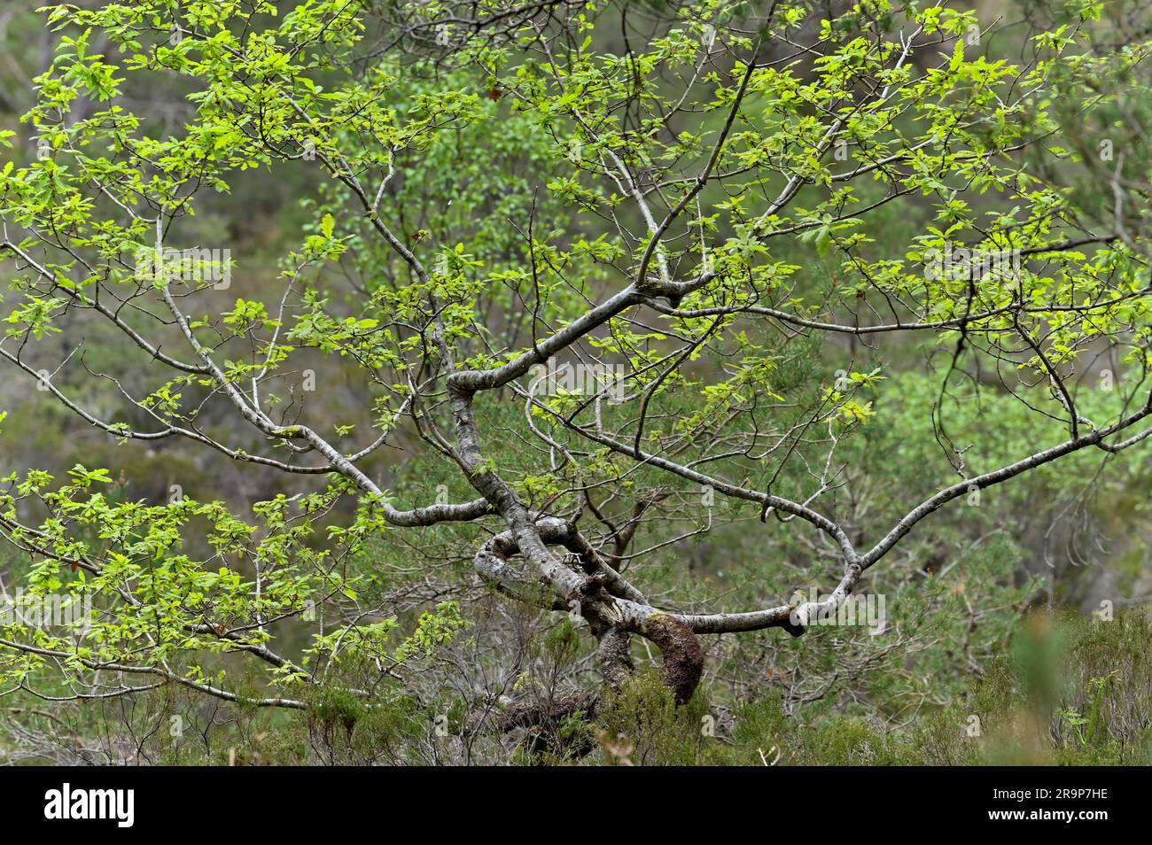 Chêne sessile (Quercus petraea), jeune arbre avec un mouilage frais croissant par le Woodland Trail , Beinn Eighe NNR, Kinlochewe, Écosse, mai 2022 Banque D'Images