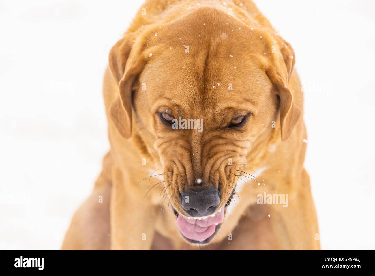 Broholmer. Portrait d'un chien adulte dans la neige, étouffant les restes d'un bâton. Allemagne Banque D'Images